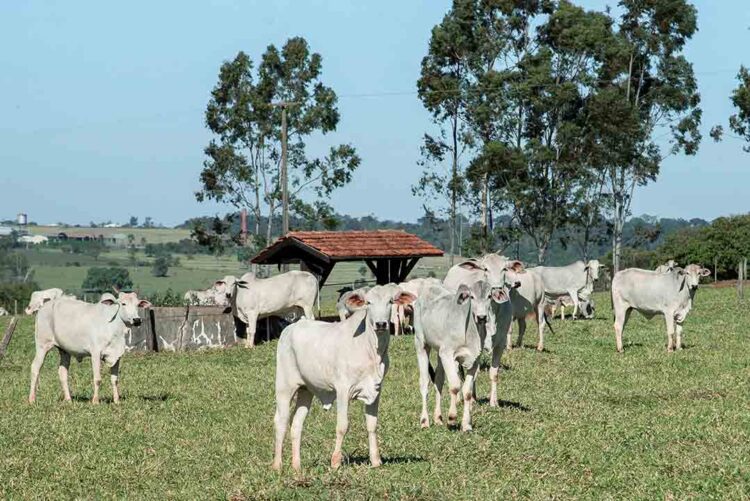 Noroeste do Paraná tem 97,2% dos cadastros de animais atualizados junto à Adapar