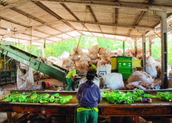Coopervaí registra queda na produção mensal e  renda dos cooperados de Paranavaí é afetada