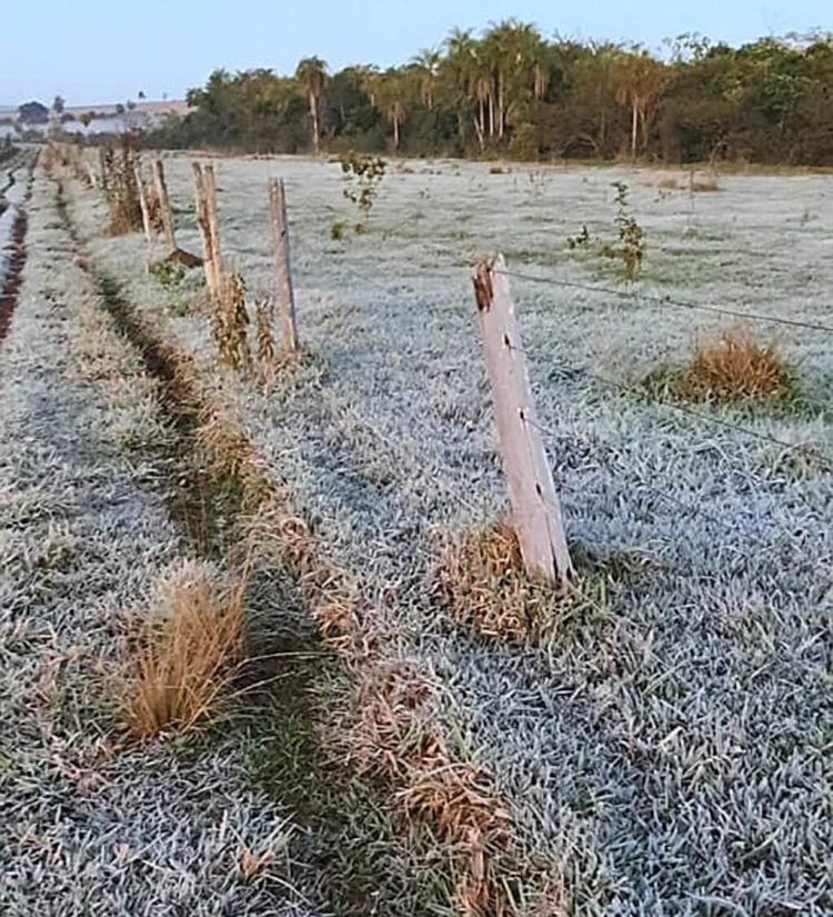Geada afeta lavouras e pastagens em propriedades rurais da região
