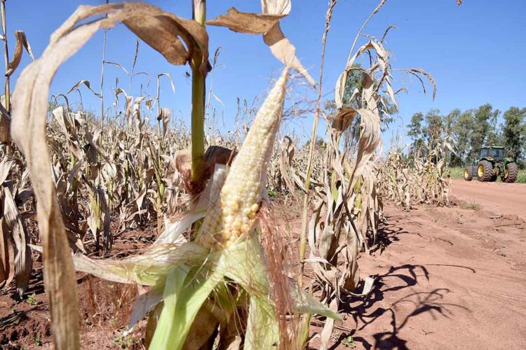 Simepar alerta para risco de geada  em Paranavaí nesta quinta-feira