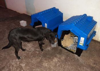 Prefeitura e associação disponibilizam casinhas para cachorros em situação de rua em Terra Rica
