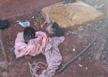Cadela e sete filhotes são abandonados na Coloninha