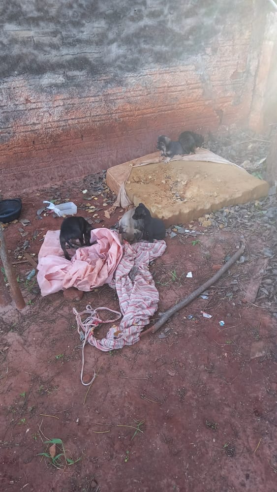 Cadela e sete filhotes são abandonados na Coloninha