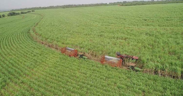 UFPR lança novas cultivares de cana-de-açúcar