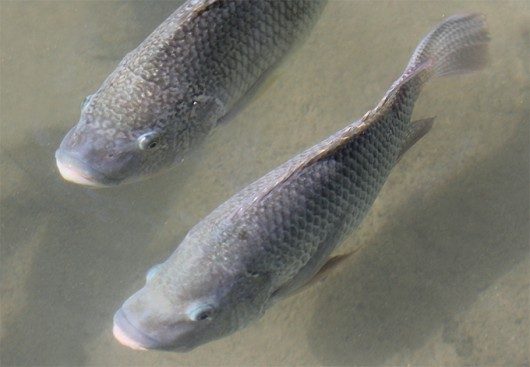 Paraná se mantém líder na criação de tilápia no Brasil