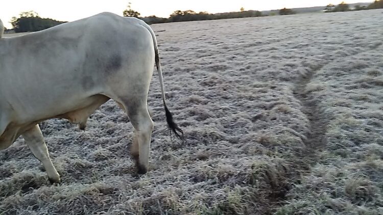 Paranavaí tem a menor temperatura do ano, informa Simepar
