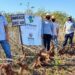 Cultivo de mandioca ganha eficiência,  tecnologia e movimenta economia