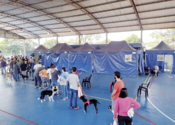 CastraPet Paraná realizou castração gratuita de 118 animais entre cães e gatos.