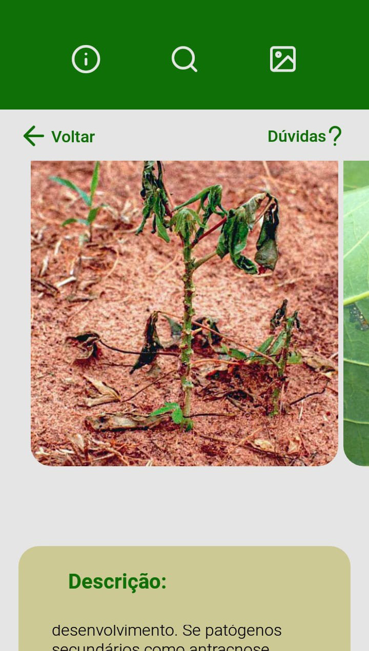 Aplicativo auxilia produtores a identificar doenças e pragas nas lavouras de mandioca