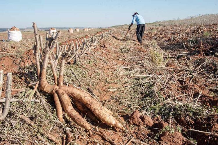Estiagem atrasa plantio de mandioca e tendência é de redução das lavouras no próximo ano
