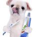 COMO COMEÇAR A ESCOVAR OS DENTES DO SEU PET?