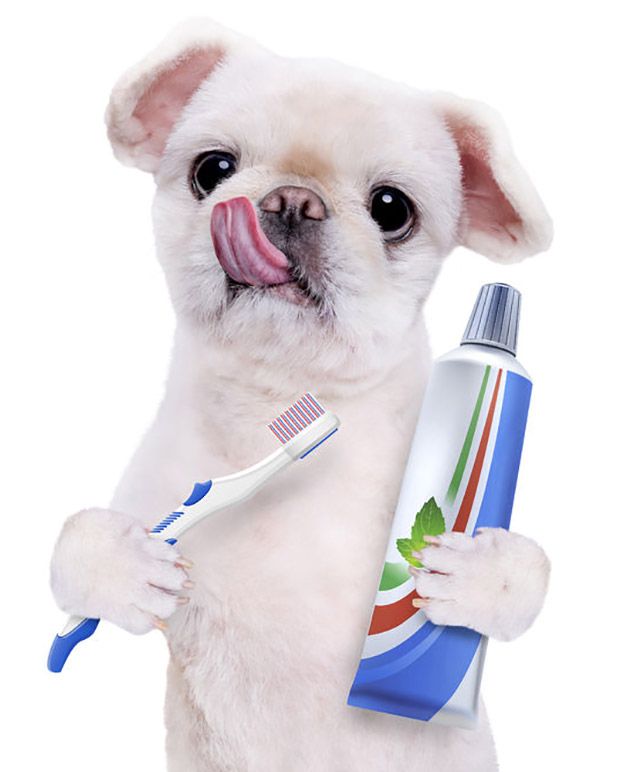 COMO COMEÇAR A ESCOVAR OS DENTES DO SEU PET?