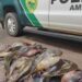Dois homens são flagrados com 74 quilos  de peixes nativos em São Pedro do Paraná