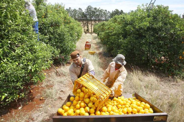 Valor Bruto da Produção Agropecuária  do Paraná é de R$ 128,273 bilhões