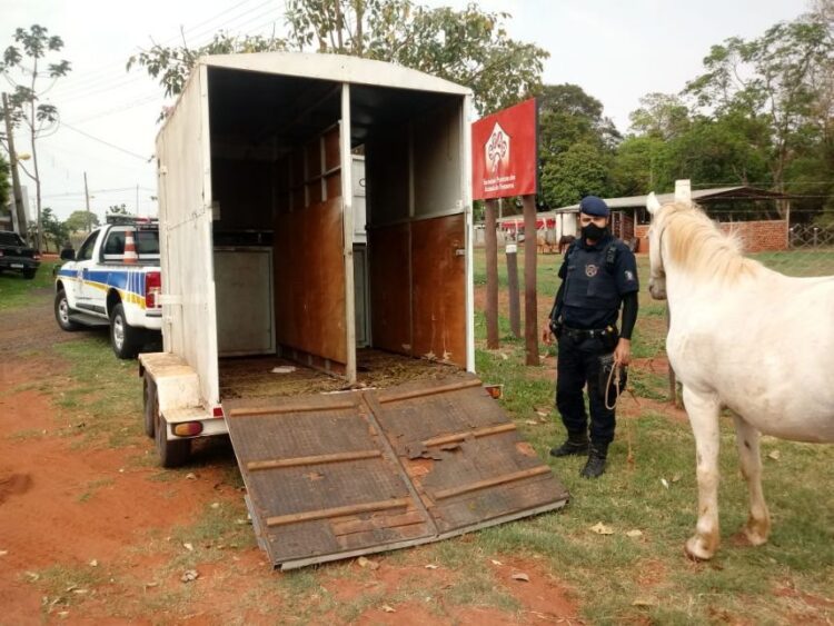 Animal solto em via pública é crime e passível de multa