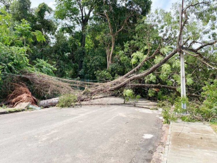 Prefeitura informa que vai iniciar limpeza da cidade