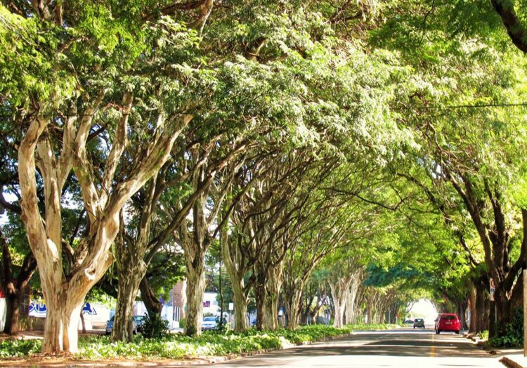 Espécies inadequadas interferem na infraestrutura do município