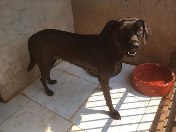 Vigilância alerta que abandono de animais é crime