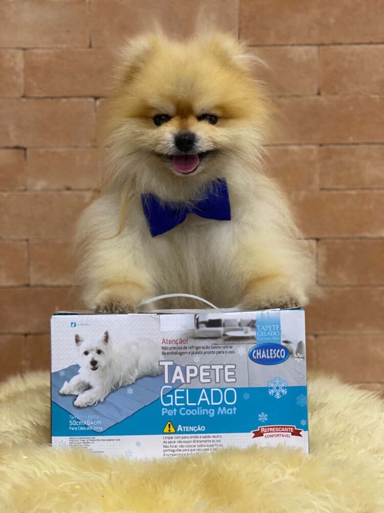 Dicas para refrescar os Pets nesse calor