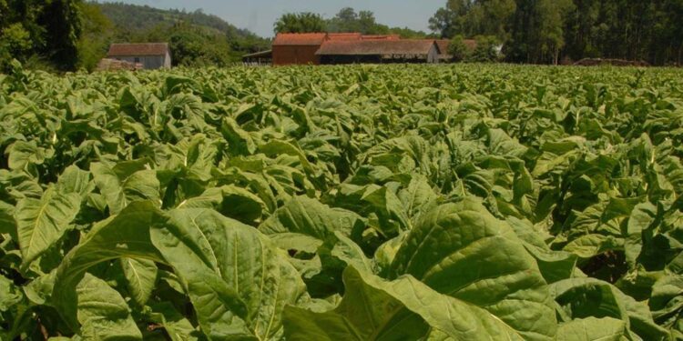 Emenda da base aliada beneficia a fumicultura paranaense