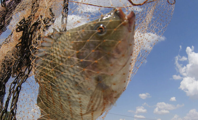 Pesquisa mostra que inclusão de própolis na ração melhora couro do peixe