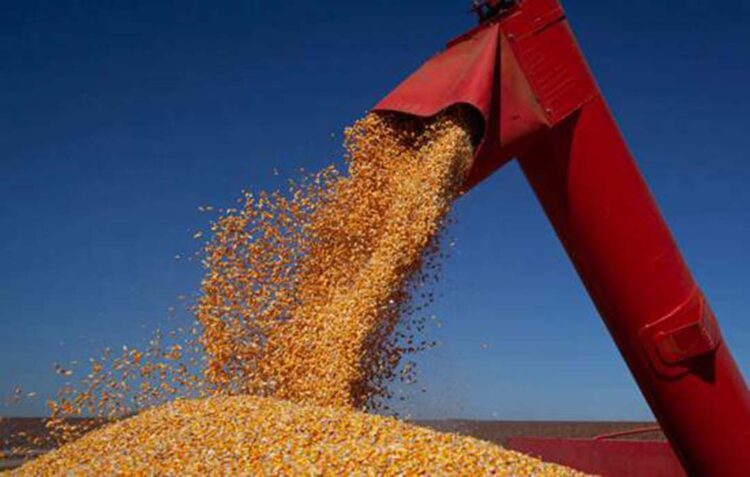 IBGE prevê aumento de 10% na safra de grãos em 2022 no país