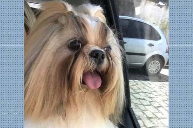 Funcionário de pet shop é preso após morte de cachorro deixado para tosa