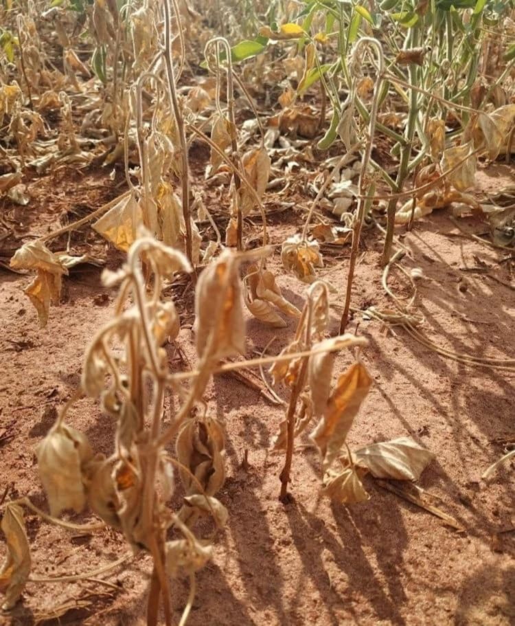 Prefeitura decreta estado de emergência por causa da estiagem