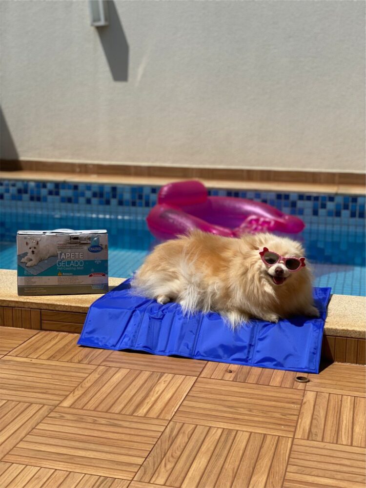 Não sabe mais o que fazer para amenizar o calor dos pets nesse verão?