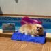 Não sabe mais o que fazer para amenizar o calor dos pets nesse verão?