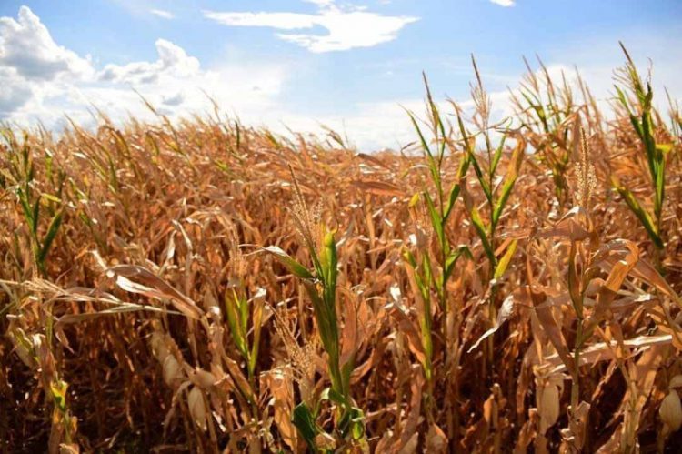 Defesa Civil Nacional repassa R$ 1,43 milhão a 18 cidades atingidas pela estiagem