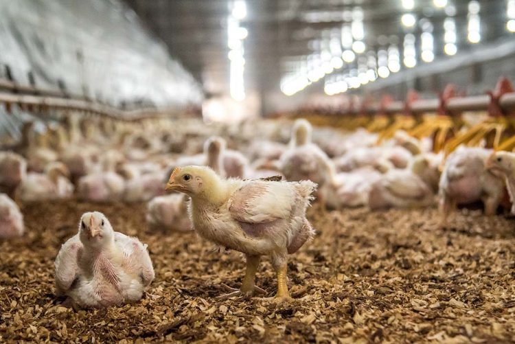 Custos de produção de suínos e de frangos de corte começam 2022 com forte alta