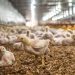 Custos de produção de suínos e de frangos de corte começam 2022 com forte alta
