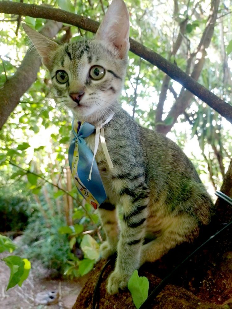 Adoção responsável