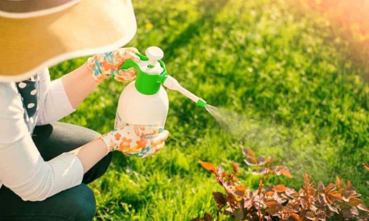 Remédios mais modernos para as nossas plantas