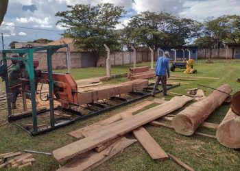 Município realiza remoção de eucaliptos