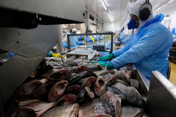 Paraná aumenta produção de peixes  em 9,3% e mantém liderança nacional