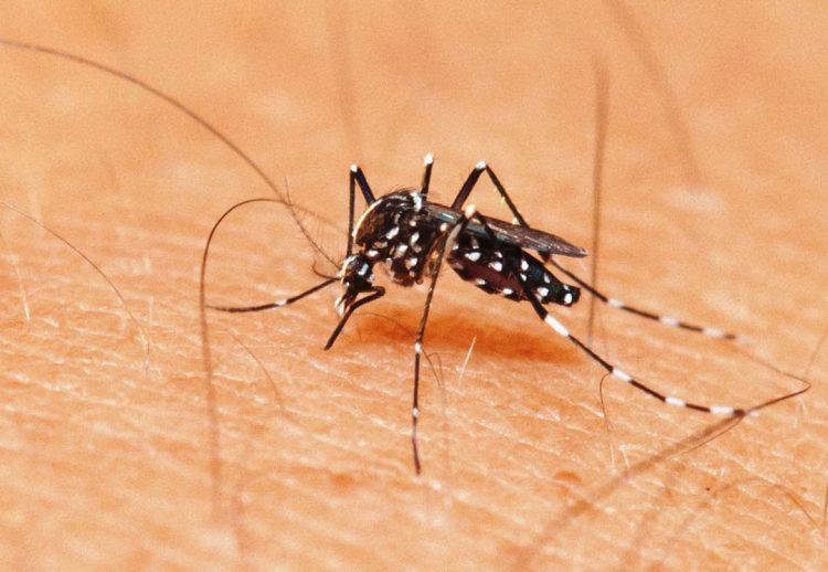 Paranavaí atualiza números da dengue