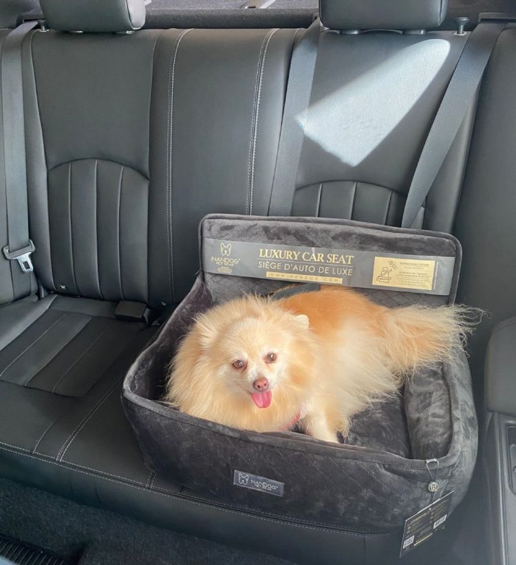 Você sabia que levar cachorro solto no carro dá multa?