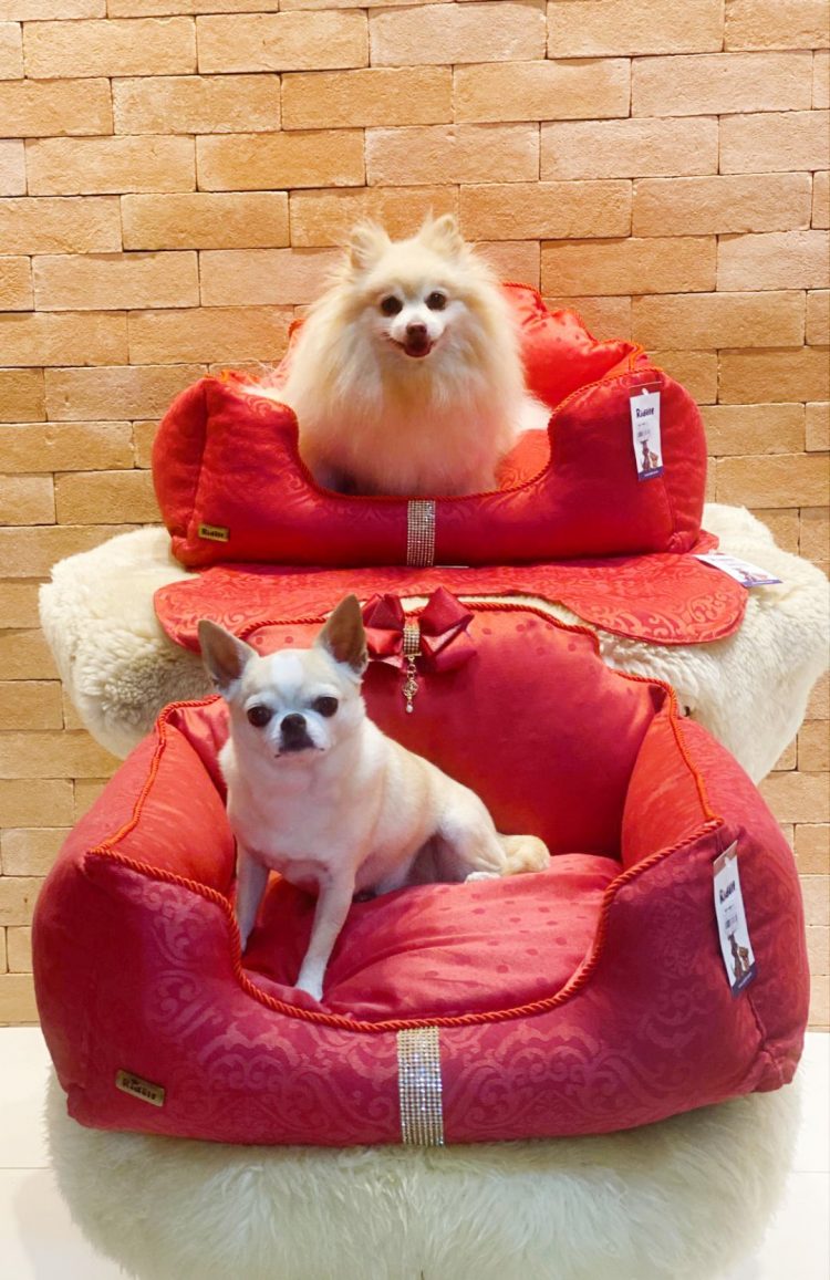 Como escolher a cama ideal para o seu pet