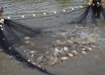 Fiscais do IAT apreendem materiais de pesca irregular e quase 150 quilos de peixes