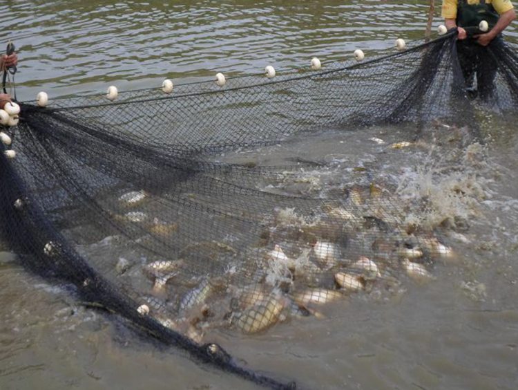 Fiscais do IAT apreendem materiais de pesca irregular e quase 150 quilos de peixes