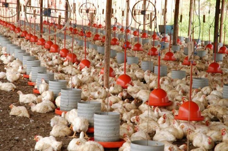 Brasil registra recorde no abate de frangos em 2021