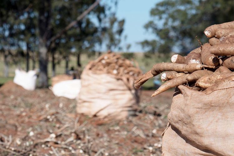 Preço da mandioca cresce 11% em 45 dias, resultado da baixa oferta da raiz