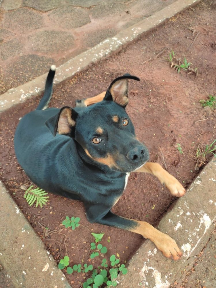 ADOÇÃO RESPONSÁVEL