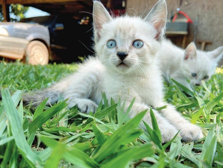 Adoção responsável