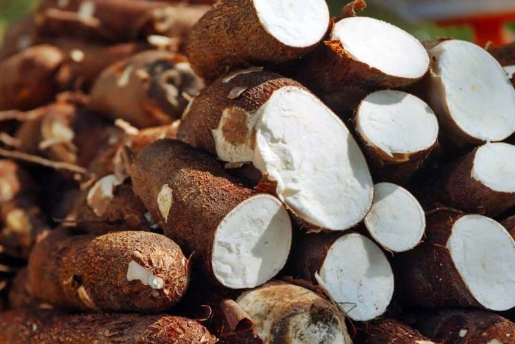 Produtores de mandioca retomam colheita no Paraná