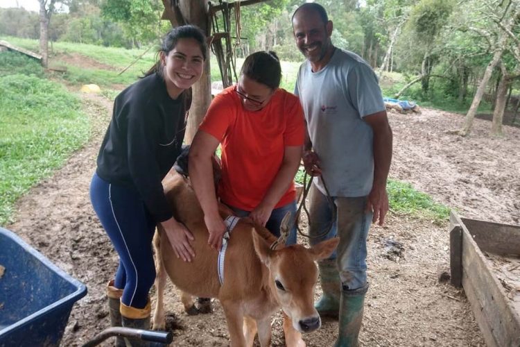 Dieta balanceada aumenta produção e diminui despesas com alimentação do gado leiteiro