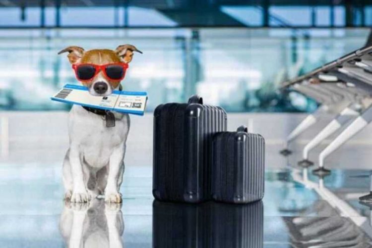Cuidados que devem ser observados  ao levar um pet para viajar de avião