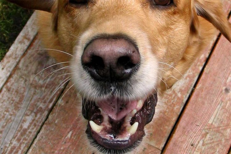 Homem é atacado por cães no Jardim Monthoya